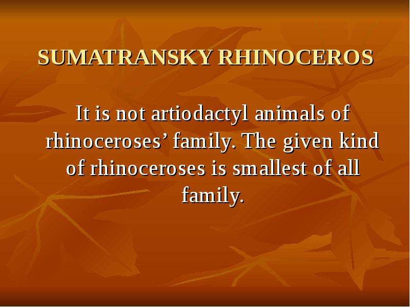 SUMATRANSKY RHINOCEROS It is not artiodactyl animals of rhinoceroses’ family. The given kind of rhin