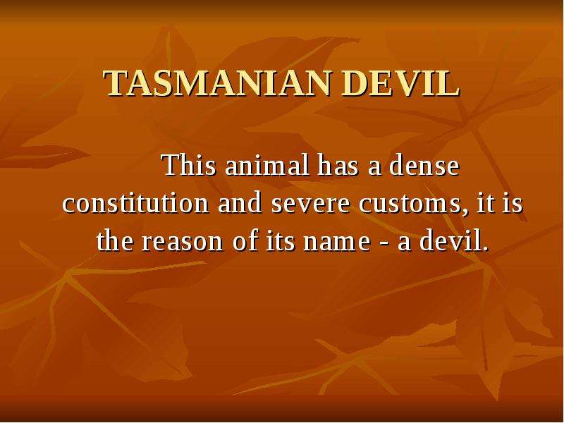 TASMANIAN DEVIL This animal has a dense constitution and severe customs, it is the reason of its nam