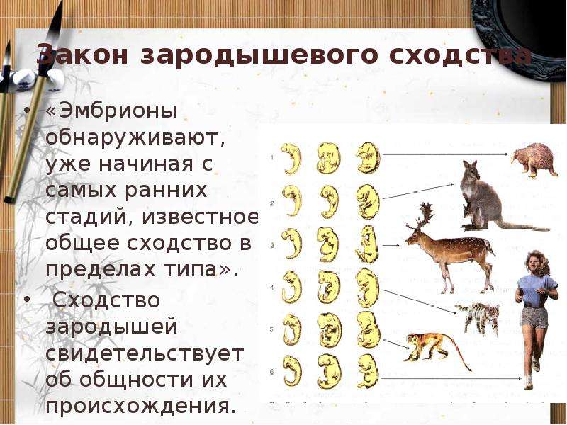 Эволюция живой природы. Закон зародышевого сходства примеры. Доказательства эволюции живой природы. Доказательства эволюции живой природы презентация. Эмбрионы обнаруживают уже начиная с самых ранних стадий.