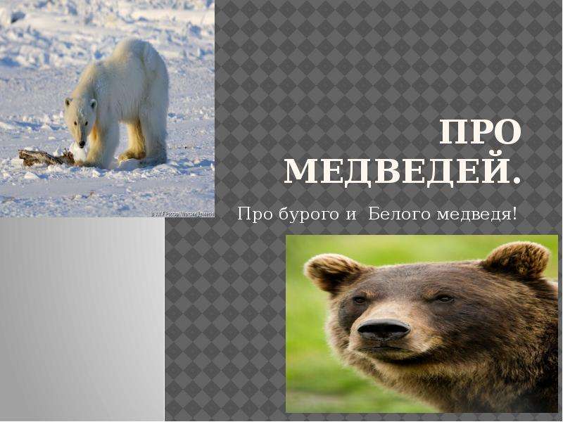 Презентация Про медведей