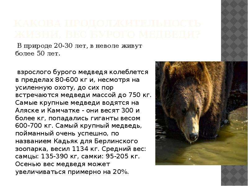 Какова продолжительность жизни, вес Бурого медведя? В природе 20-30 лет, в неволе живут более 50 лет