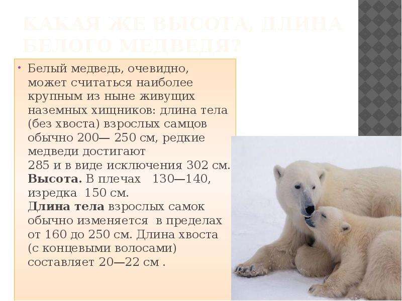 Какая же высота, длина белого медведя? Белый медведь, очевидно, может считаться наиболее крупным из