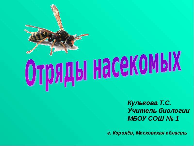 Презентация на тему класс насекомые 7 класс биология