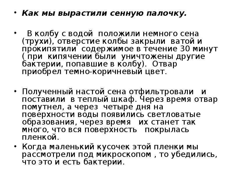 Сенная палочка. Выращивание Сенной палочки. Сенная палочка особенности строения. Сенная палочка получение. Выращивание бактерии Сенной палочки.