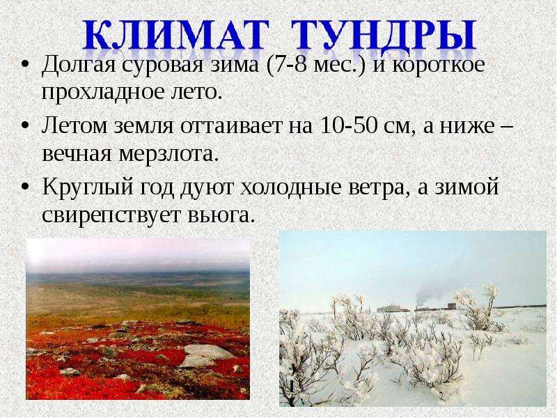 Высказывание о тундре. Природные зоны России 4 класс тундра. Природная зона тундра климат. Природная зона тундра 4 класс окружающий мир. Тундра презентация.