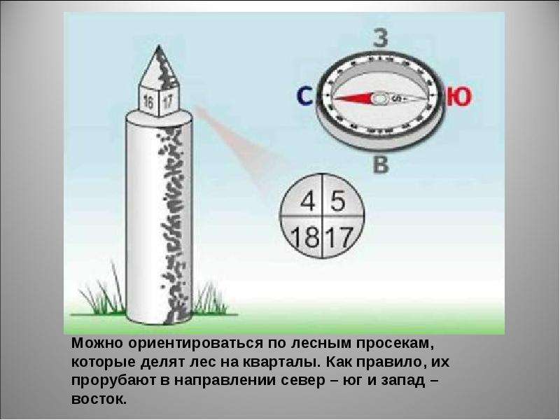 Проект как ориентироваться в лесу