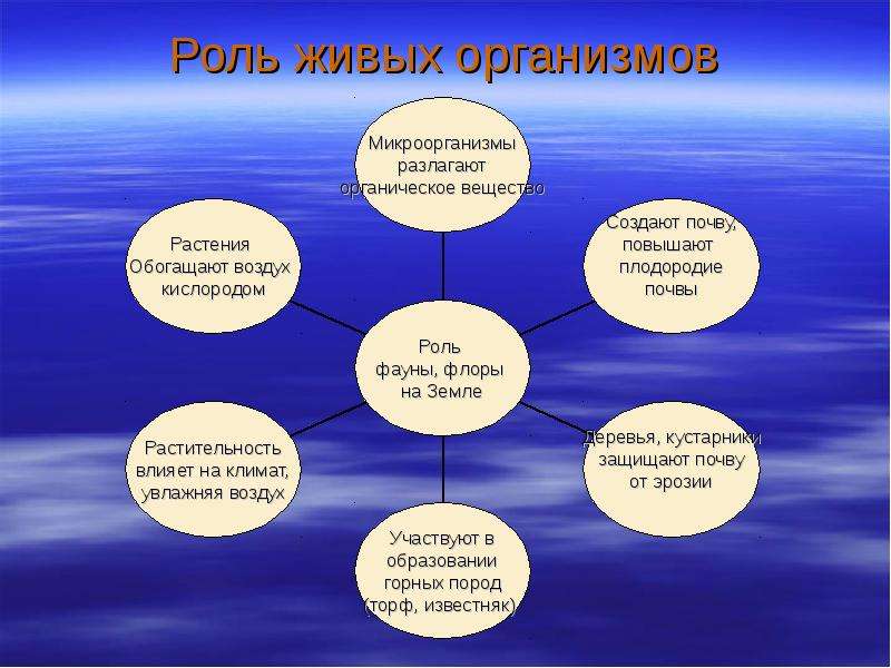 Какую роль в создании. Роль живых организмов. Значение живых организмов в природе. Роль живых организмов в природе и жизни человека. Роль организмов в природе.