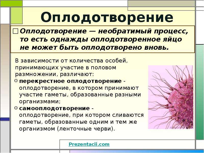 Презентация биология оплодотворение 10 класс биология