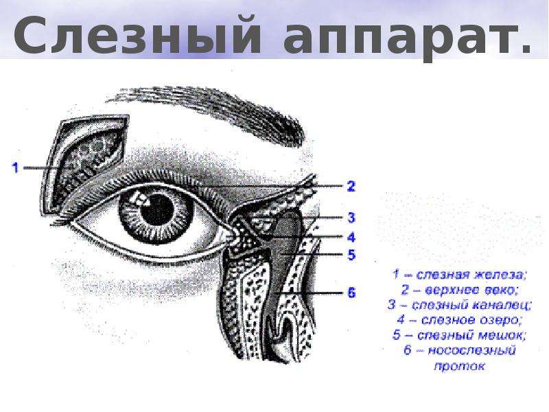 Где слезные железы. Строение глаза слезная железа. Слезный аппарат глаза анатомия. Анатомия глаза слезный мешок. Строение глаза слезный мешок , железа.