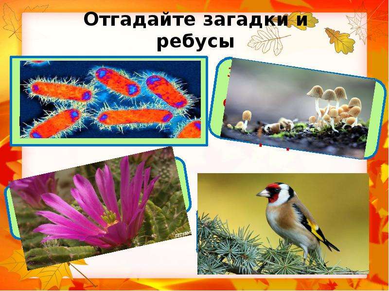 Рассмотрите изображения различных объектов живой природы 7 класс 2 вариант