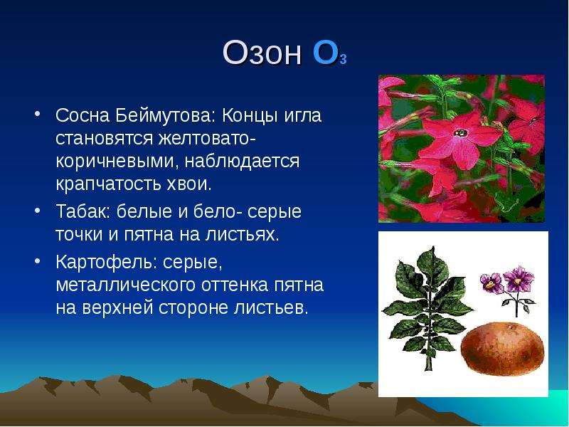 Озон цветов. Озон для растений. Воздействие озона на растения. Озон цветы и растения. Влияние озона на высшие растения.