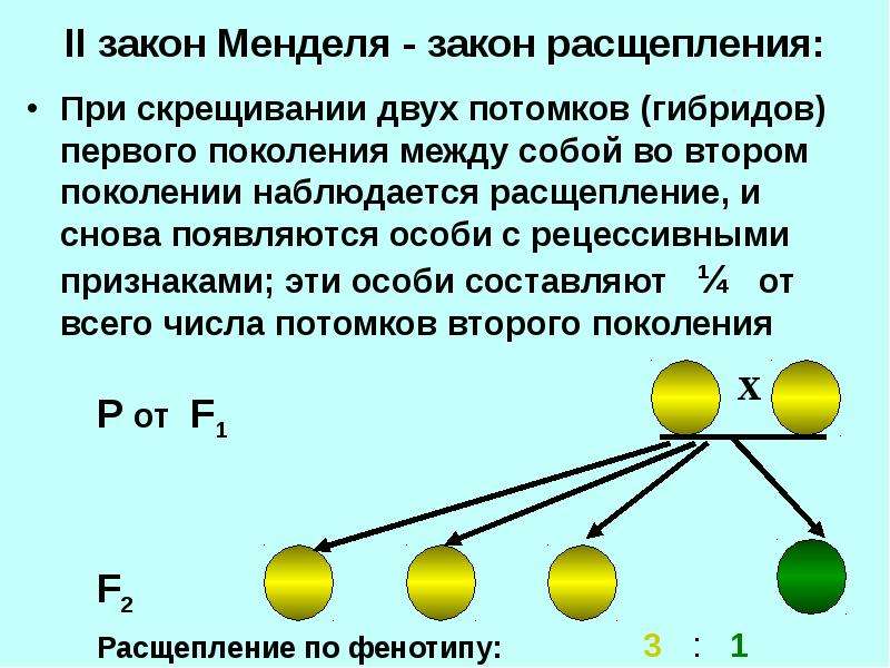 Моногибридное скрещивание презентация