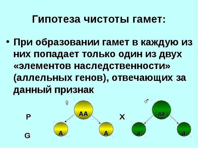 Моногибридное скрещивание презентация