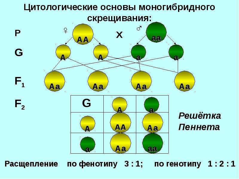 Моногибридное скрещивание презентация