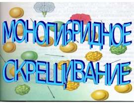 Моногибридное скрещивание