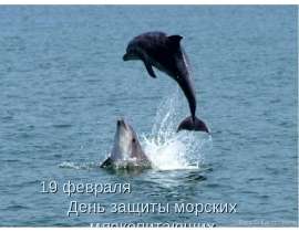 19 февраля День защиты морских млекопитающих