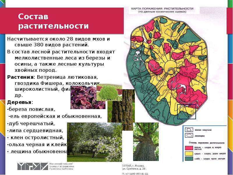 Растительный мир состав. Состав растительного мира. Растительный Покров Москвы. Состав растительности. Растительный мир состоит.