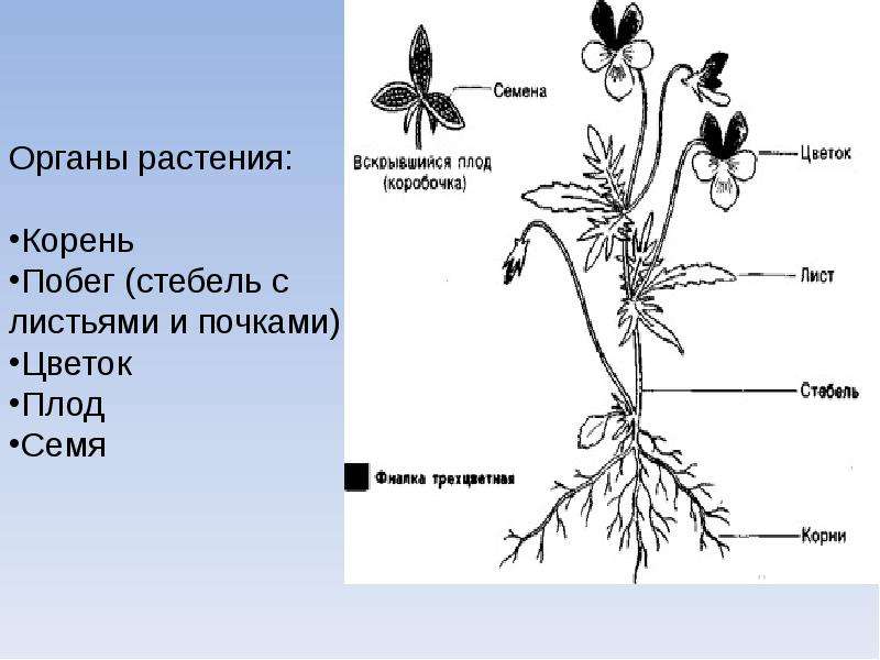 Особенности строения покрытосеменных растений 7. Строение цветковых покрытосеменных растений. Строение покрытосеменного растения рисунок. Схема строения покрытосеменных растений. Покрытосеменные цветковые растения строение.