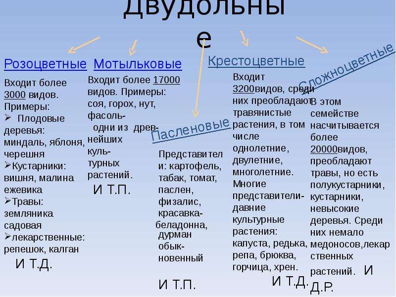 Практическая работа крестоцветные и розоцветные. Двудольные растения примеры. Двудодольные растения примеры. Однодольные и двудольные растения примеры. Однодольные и двудольные растения таблица примеры.