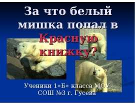 За что белый мишка попал в Красную книжку?
