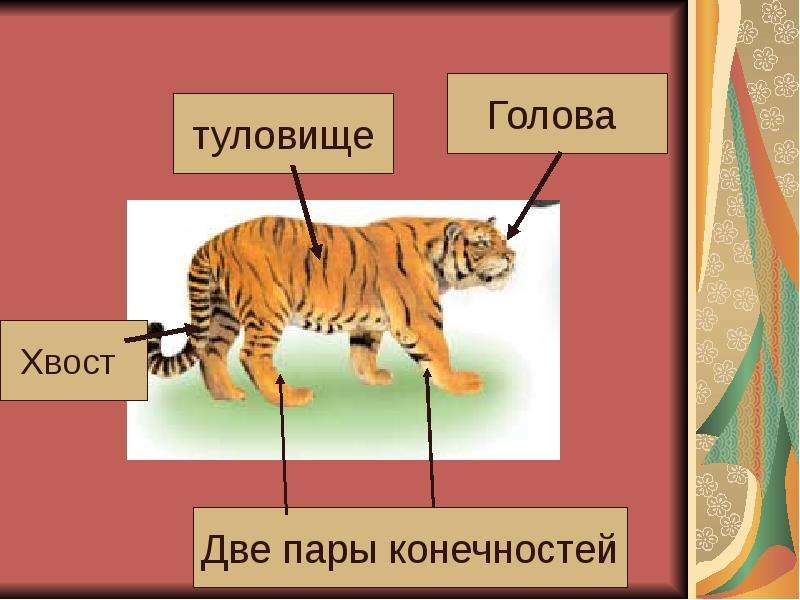 Млекопитающие внешнее строение презентация