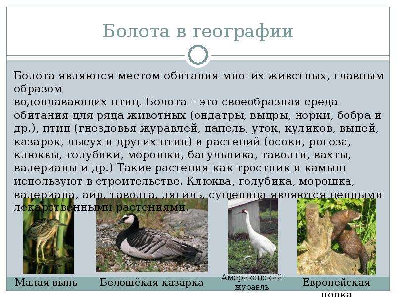 Приспособленность болот. Болота доклад. Приспособления животных в болоте. Болото животные Россия. Птицы болот приспособления.
