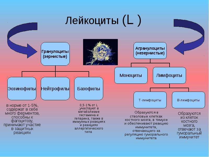 Инвазия лейкоцитами сосудистой стенки механизмы инвазии