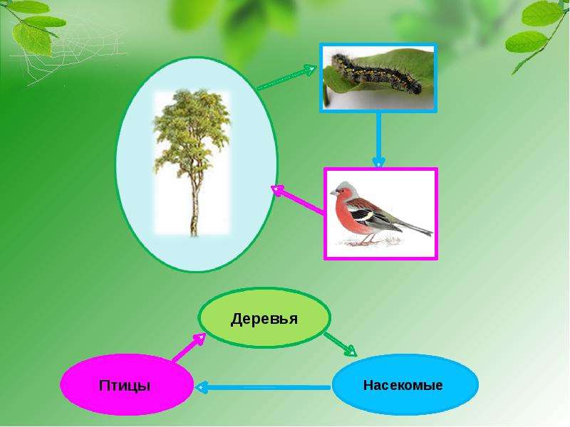 Цепочки леса презентация