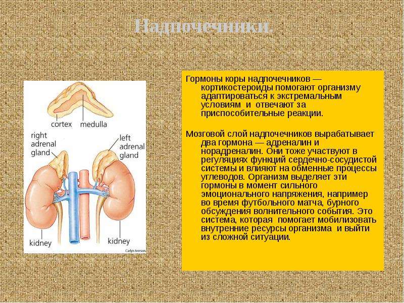 Гуморальная регуляция схема