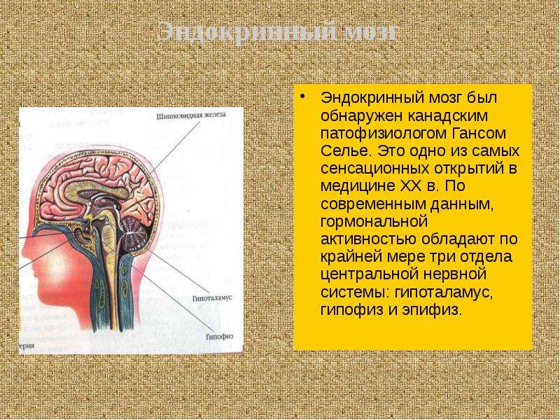 Гуморальная регуляция презентация 6 класс пасечник