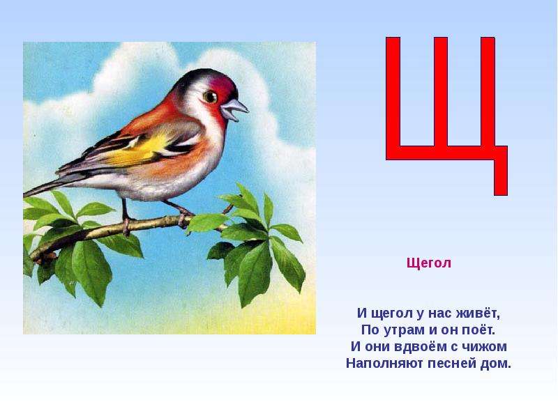 Птица на букву ч. Птица на букву щ. Животное на букву щ. Птичка на букву щ. Азбука птиц для детей.