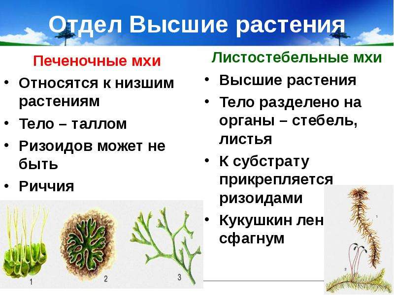 Отдел Высшие растения Печеночные мхи Относятся к низшим растениям Тело – таллом Ризоидов может не бы