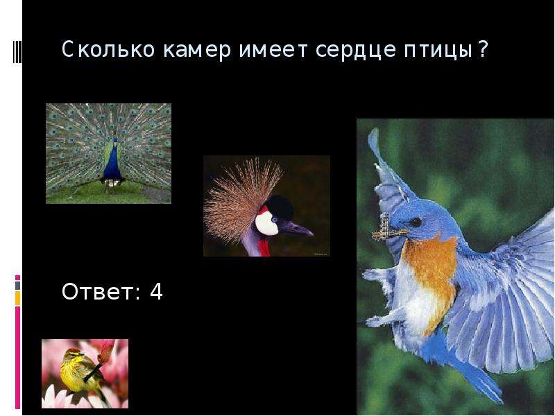 Птицы в библии. Сколько камер у птиц. Птицы ответ. Сколько имеют камер птицы.