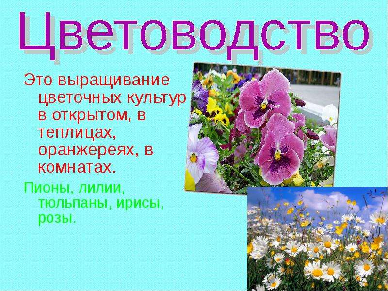 Проект про выращивание цветов