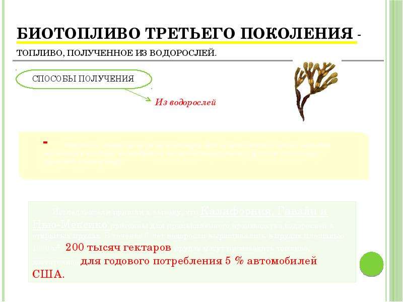 Презентация биотопливо из водорослей