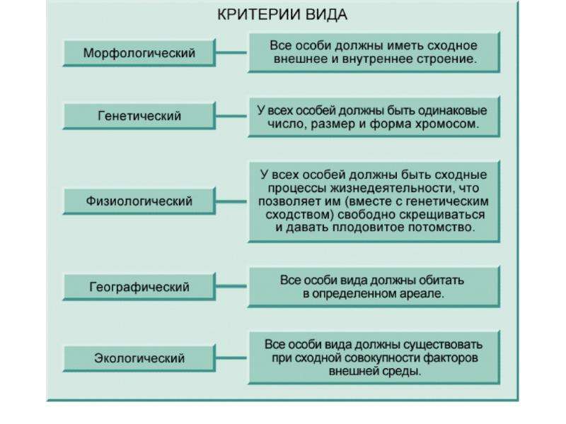 Критерии вида схема