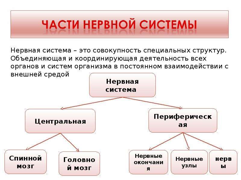 Строение нервной системы спинной мозг 8 класс презентация