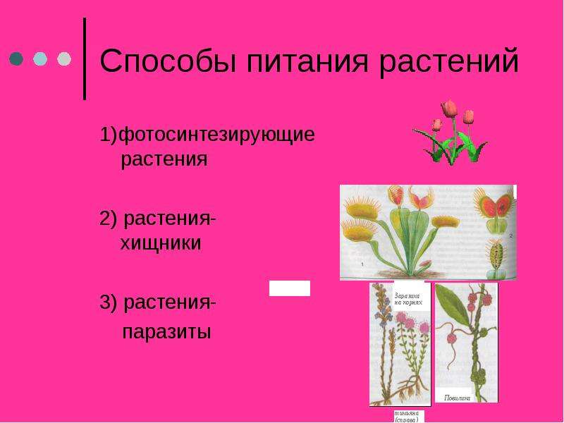 Какими растениями питается. Способы питания растений. Способ питания растительной. Нетрадиционные способы питания растений. Способы добывания пищи растениями.