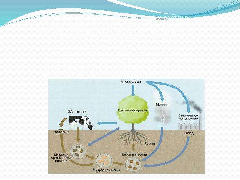 Круговорот азота презентация