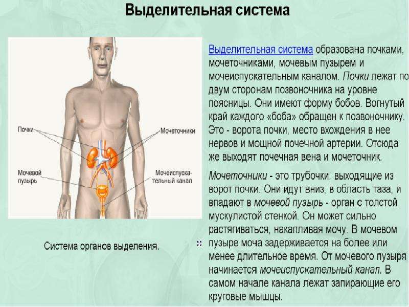 Какой орган выделяет. Ненужные вещества в организме человека. Как организм удаляет ненужные вещества. Вывод по выделительной системе. Ненужные вещества в почках.