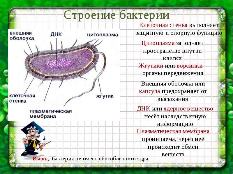 Бактерии древнейшая форма организмов проект 6 класс