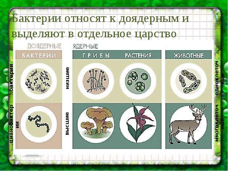 Бактерии древнейшая форма организмов проект 6 класс