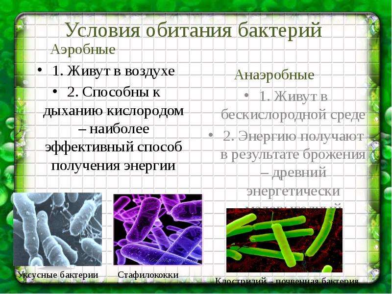 Аэробные организмы. Живые бактерии раствор. Какие бактерии живут в канализации. Бактерии для септиков свойства различия таблица. Тайфун 40, микроорганизмы.