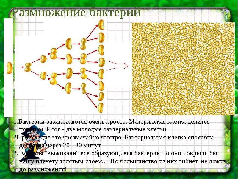 Бактерии древнейшая форма организмов проект 6 класс