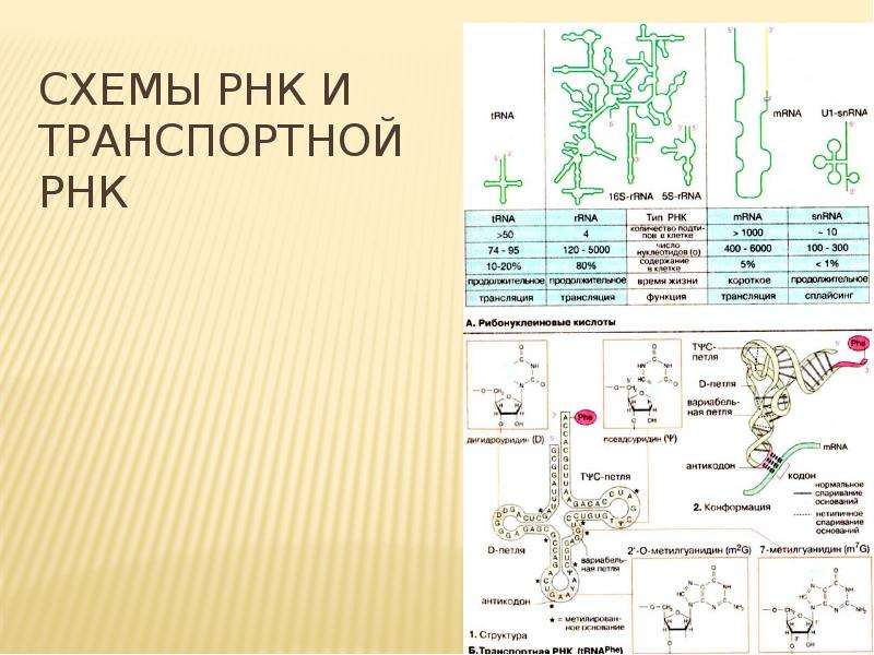 Транспортный вид рнк. РНК схема. Функции транспортной РНК. Как определить ТРНК. ДНК РНК ТРНК.