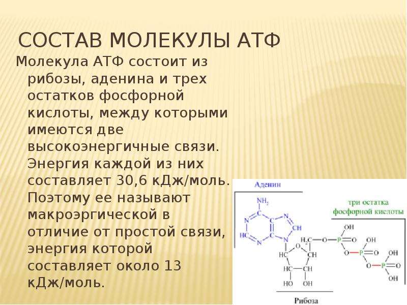 Молекула атф включает. Из каких компонентов состоит молекула АТФ. Строение молекулы АТФ. Химическая структура АТФ. АТФ структура и функции.