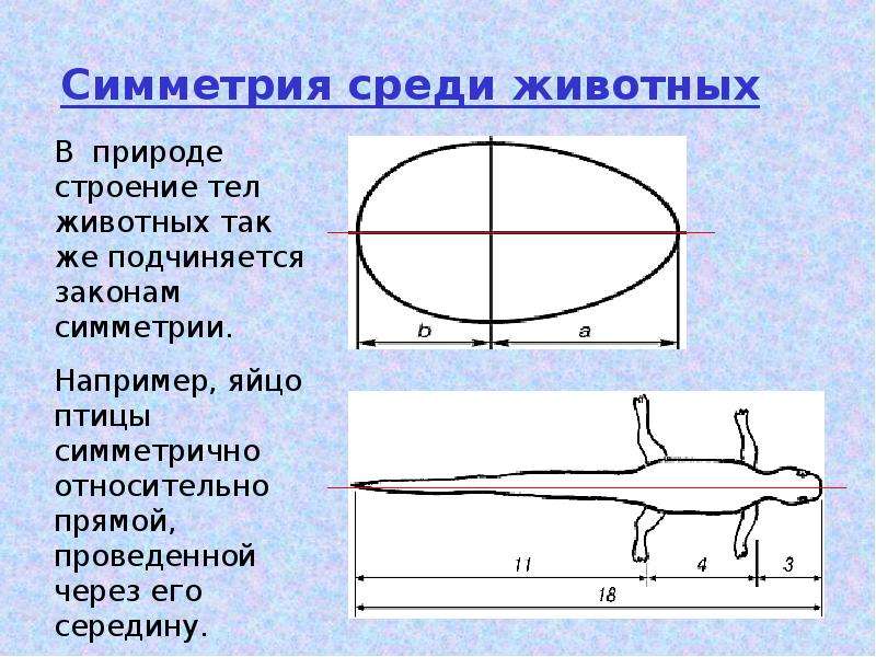 Симметрия тела животных. Симметричное строение тела животных. Тип симметрии ящерицы. Укажите Тип симметрии ящерицы. Какая симметрия у ящерицы.