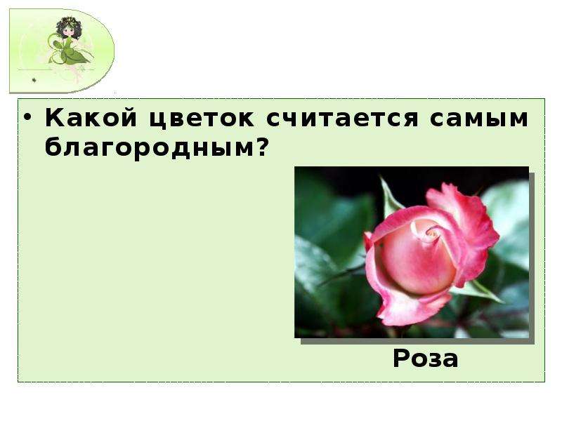 Какой цветок защищает. Какой цветок считается самым благородным. Какие цветы считаются благородными?. Благородный цветок это какой. Какой цветок считается символом молчания.