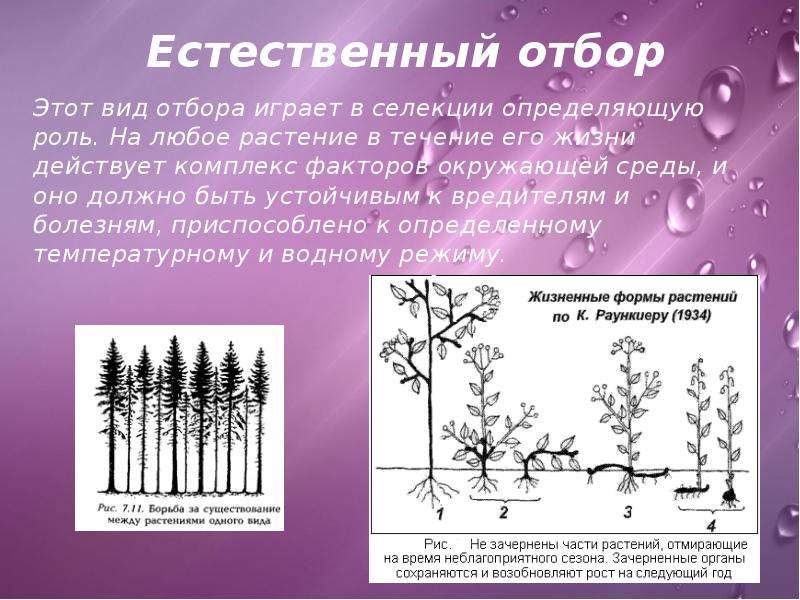 Методы селекции презентация 11 класс профильный уровень