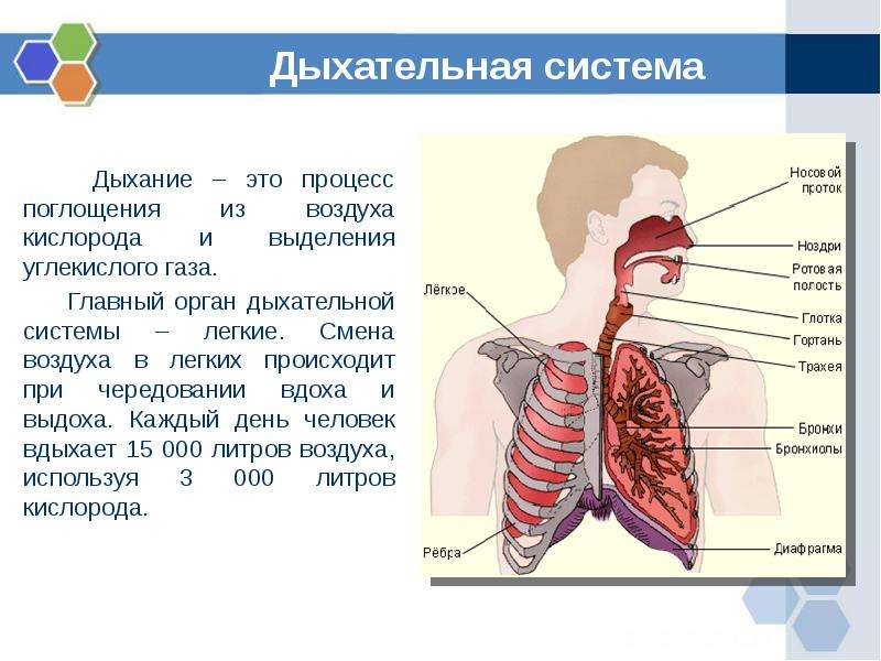 Органы дыхания человека 3 класс презентация